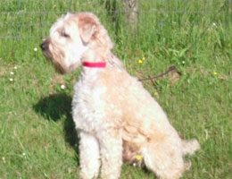Irish Softcoated Wheaten Terrier Collin Cooper had een nekhernia