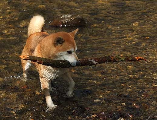 Shiba Inu Ossie, de hond van staal