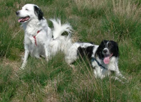 Dommel and Douwe