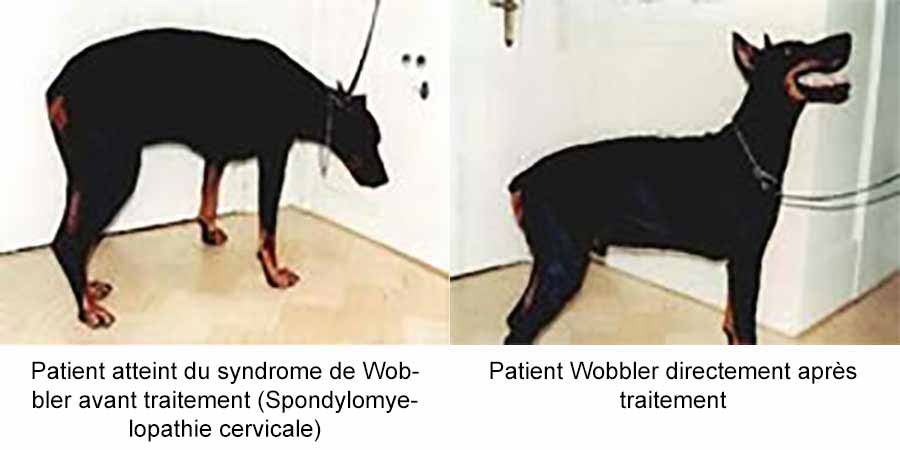 Spondylopathie cervicale (Wobbler) :le traitement