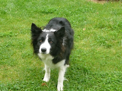 Border Collie Chico raakte verlamd tijdens zijn spel 