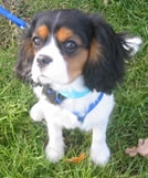 Cavalier King Charles Spaniel Dani was door een andere hond aangevallen