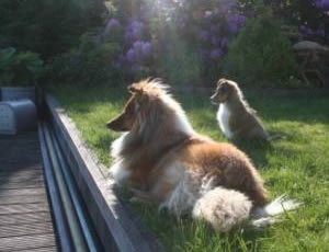 Sheltie Kenai was aangevallen door een andere hond