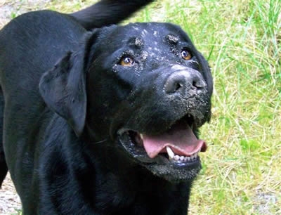 Labrador Yari had al op jonge leeftijd HD en ED