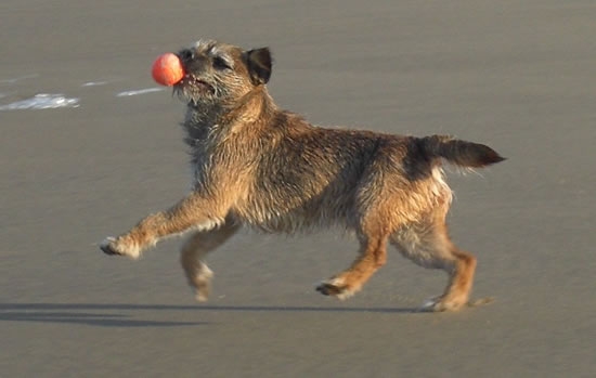 Bix was een harde hond met slechte heupen