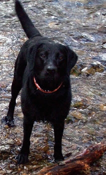 Labrador Argus had een gescheurde spier door zwaar apport