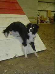 Border Collie Blizz liep met 8 maanden een blessure op