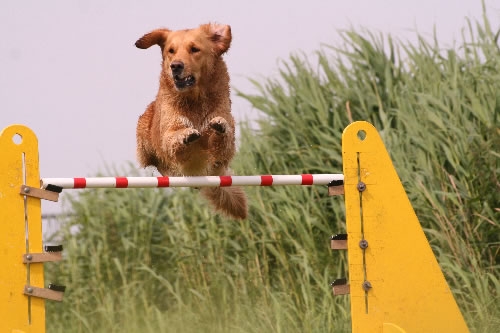 Golden Retriever Hebbuz landde niet goed na haar sprongen