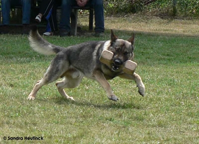 Duitse Herder Lasco moest stoppen met de sport