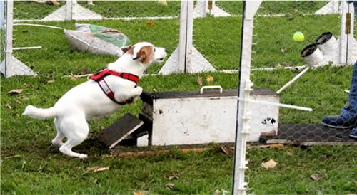 Jack Russell Nina doet aan Flyball 