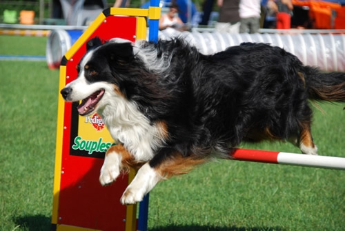 Australian Shepherd Payute had zijn kniebanden verrekt