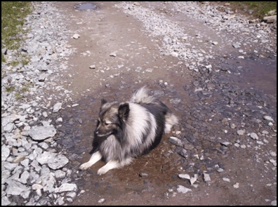 Keeshond Benji had last van incontinentie