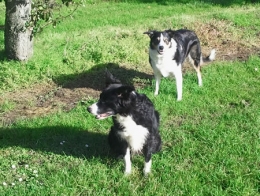 Border Collie Jessy had een ruggenmerginfarct gehad