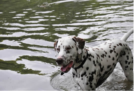 Dalmatier Gijs had rugproblemen