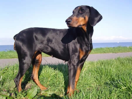 Doberman Chiara heeft het Wobbler syndroom