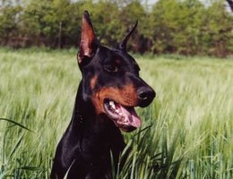 Dobermann Sly heeft het Wobbler syndroom 