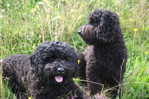 Labradoodles Roby en Yindi hadden beide rugproblemen