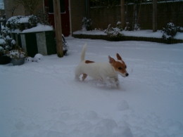 Jack Russel Gina had een verlamde achterhand