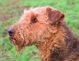 Terrier Noeska raakte verlamd na een val van de trap