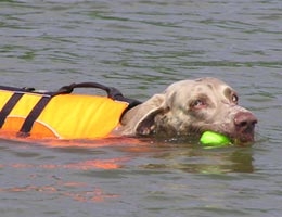 Weimaraner Ayla had een zwakke achterhand en kon niet kwispelen