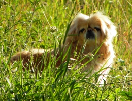 Kruising Pekingees Bella had een rughernia