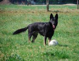 Duitse Herder Sparky heeft HD en artrose in beide heupen