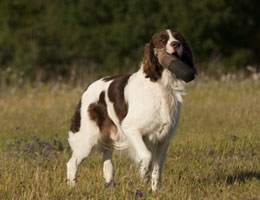 Beoefenen van hondensport vergt goede begeleiding van je hond