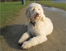 Australian Labradoodle Jeff trok zijn rechter achterpoot op