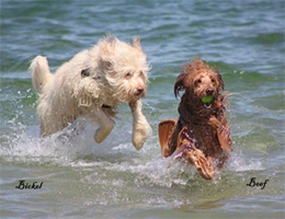 Australian Labradoodle Boef had slechte heupen en een hernia