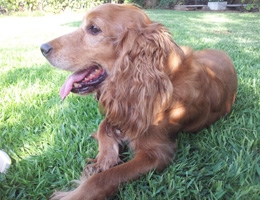 A war survivor dog from Israel