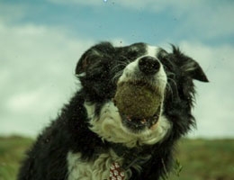 Border Collie Skye heeft artrose