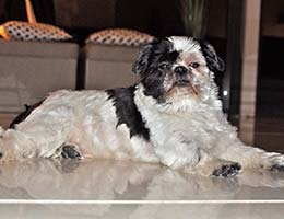 Shih Tzu Binqui ging steeds slechter lopen