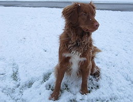 Nova Scotia Duck Tolling Retriever Tracer kon niet meer liggen of zitten