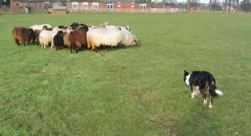 Border Collie Llynn kreeg na een trauma gedragsproblemen