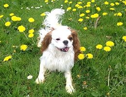 Spaniel Matts had al drie jaar lang last van zijn poot