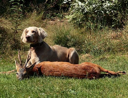 Zweethond in actie: Billy de Weimaraner