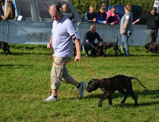 Cane Corso Mo heeft HD