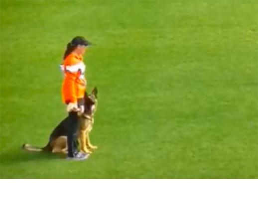 Duitse Herder Bert maakte een lelijke val tijdens training