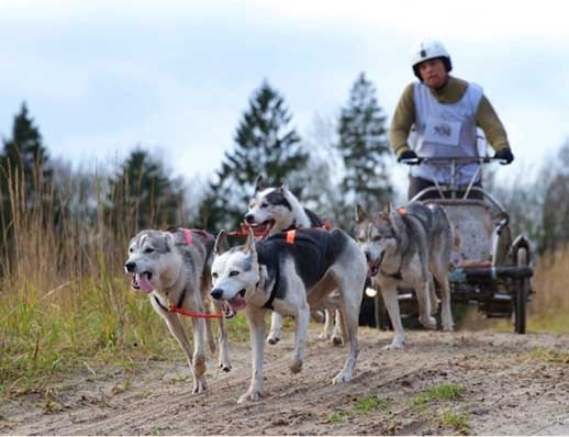 Husky Gringo is het slagschip van ons sledehondenteam 