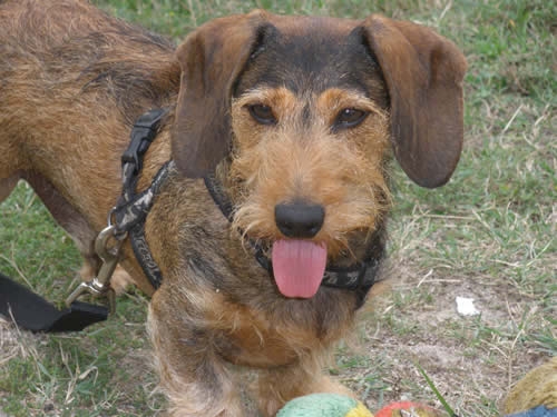 Teckel Cas was door een grote hond gegrepen