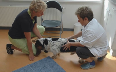 Engelse Basset Sam werd verdacht van buikpijn