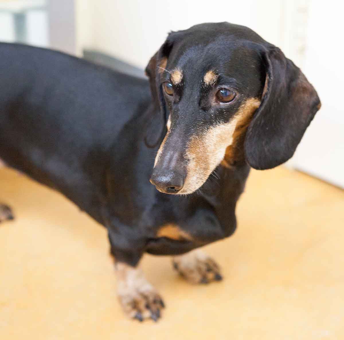 Dachshund