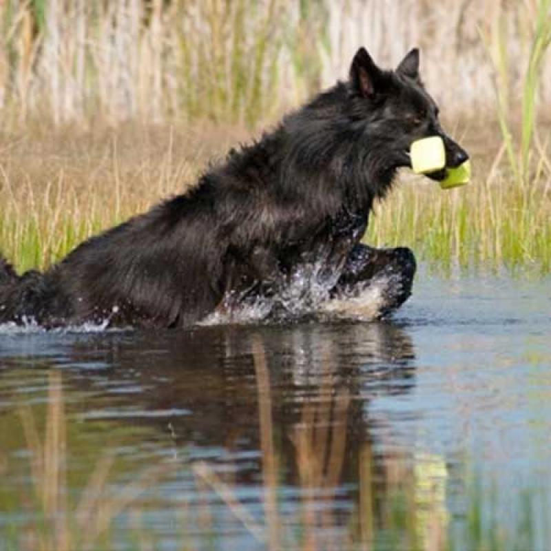 Hollandse Herder Jenne werd agressiever