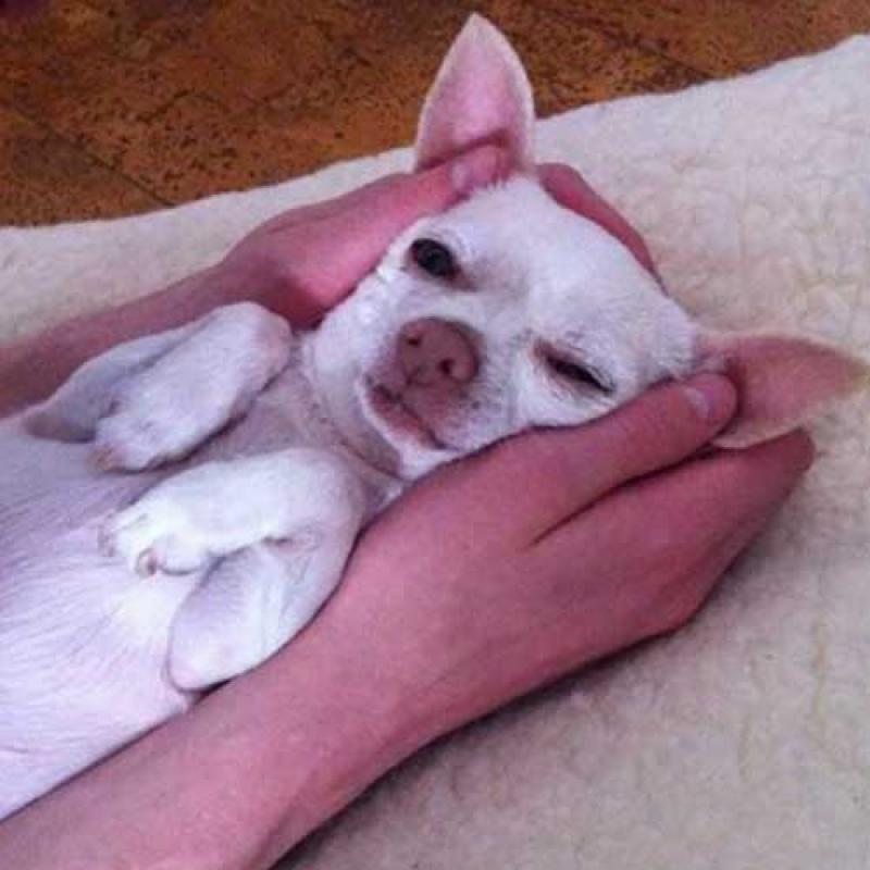 Chihuahua Choogie had een nekhernia