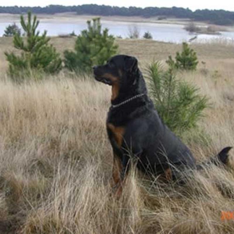 Rottweiler Luca verstarde soms en begon te struikelen