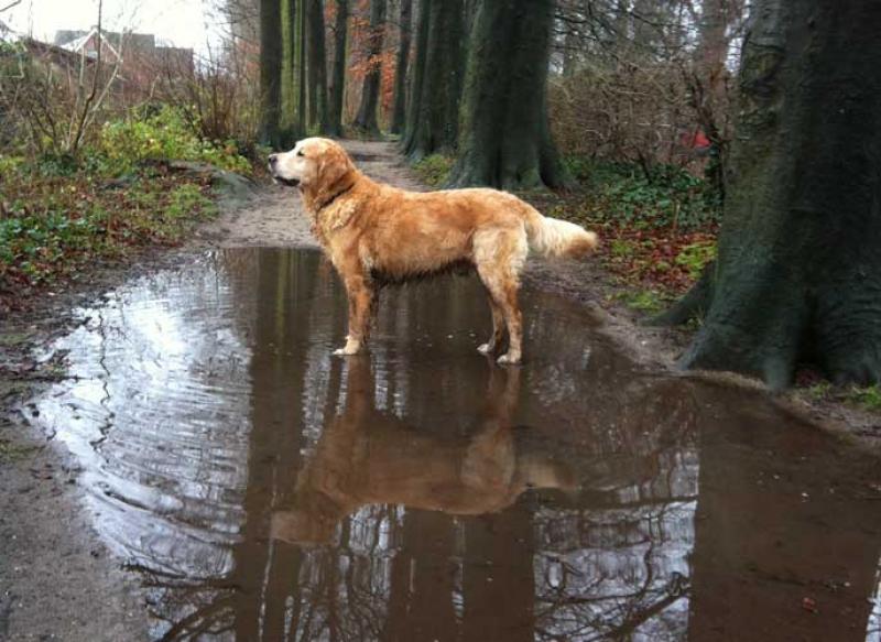 Golden Retriever Casper had moeite met lopen en kwam moeilijk overeind