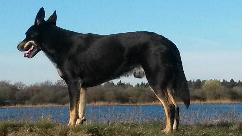 Kelpie aan het werk. Het verhaal van Rick