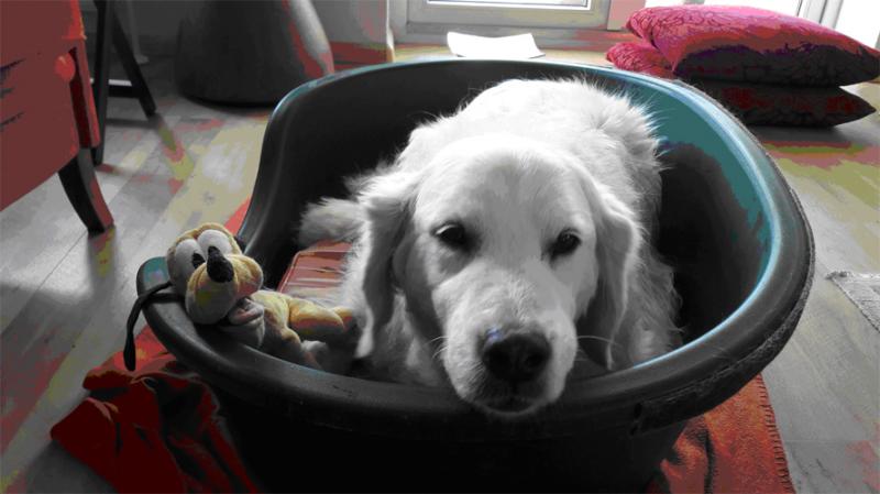 Golden Retriever Kaatje heeft nog 3 hele goede jaren gehad