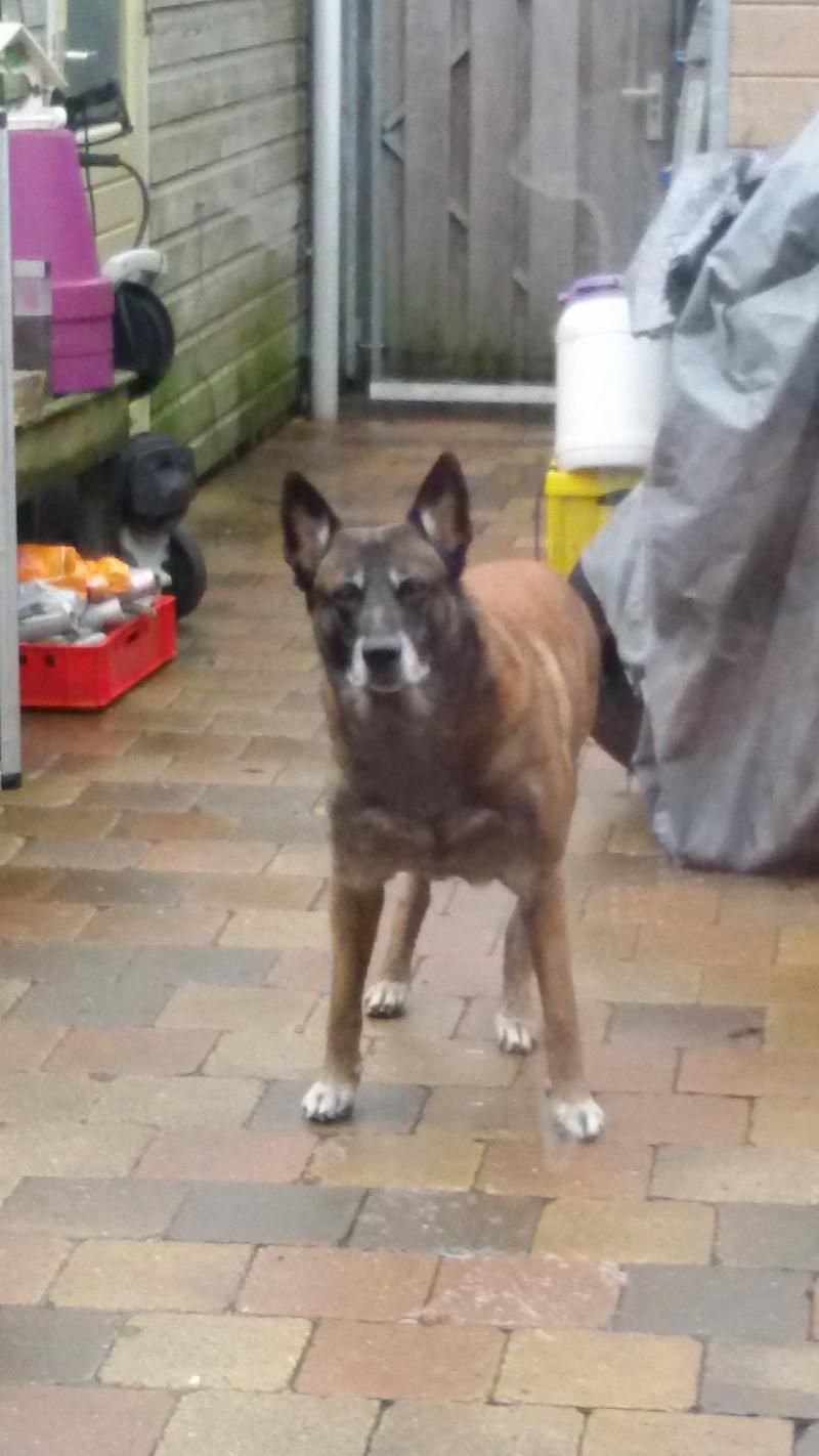 Gozer, van fanatieke werkhond naar huishond.