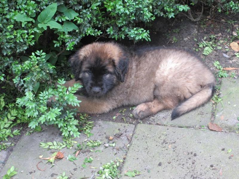 Waldemar, de Leonberger.